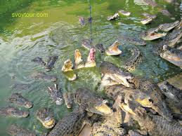 Крокодиловая ферма Паттайя экскурсия включена в тур