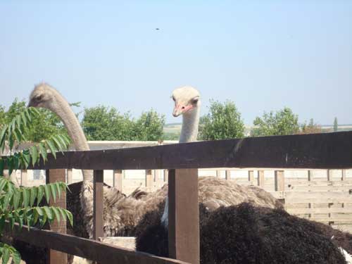 Кременевский страус тур из Одессы