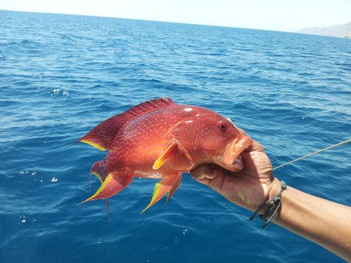 Рыбалка на Красном море Египет