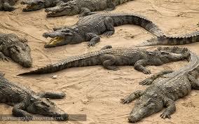Крокодиловая ферма экскурсия Таиланд тур купить в Одессе