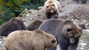 Центр реабилитации для бурых медведей