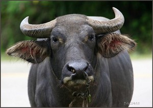 карпатский буйвол