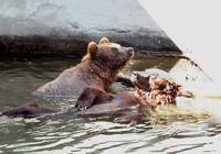 Экскурсионный тур в Николаевский зоопарк из Одессы